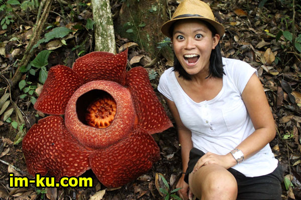 Mengenal Bunga Rafflesia Arnoldii